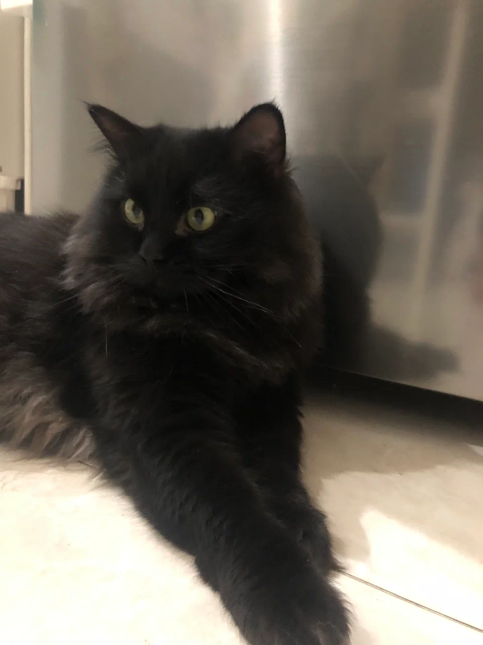 Котик